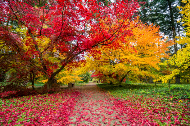 istock autumn in the park 1184035148