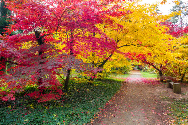 istock autumn in the park 1184035195