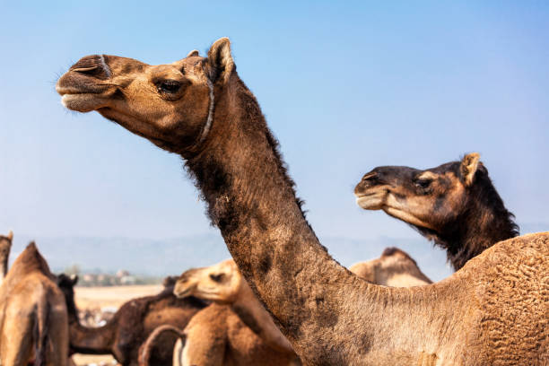 istock Camels at Pushkar Mela Camel fair in Rajasthan 1184036109