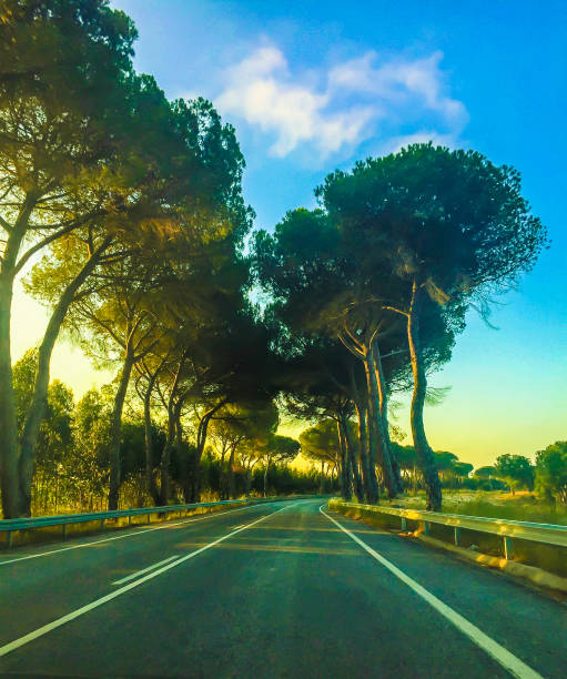 Beautiful Portuguese Street with Trees on the side, creating a tunnel of trees. Alentejo, Portugal 2019
