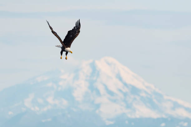 aquila calva, haliaeetus leucocephalus, di fronte al vulcano iliamna in alaska. uccello nazionale degli stati uniti d'america. - leucocephalus foto e immagini stock