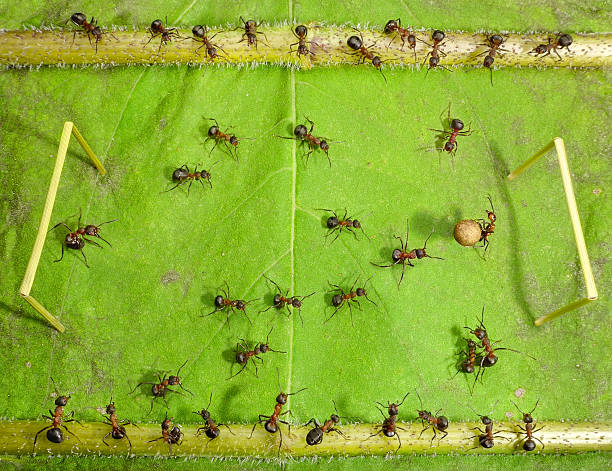 micro football - ants play soccer stock photo