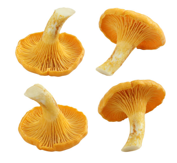 istock mushroom chanterelle ordinary, isolated on a white background. 1184039242