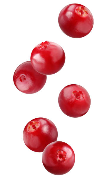 istock flying cowberry isolated on white background. 1184039261