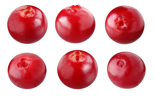 istock cowberry isolated on white background. 1184039282