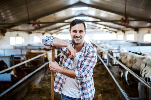 istock Handsome smiling caucasian farmer leaning on hay fork and looking at camera. In background are calves. Stable interior. 1184039629