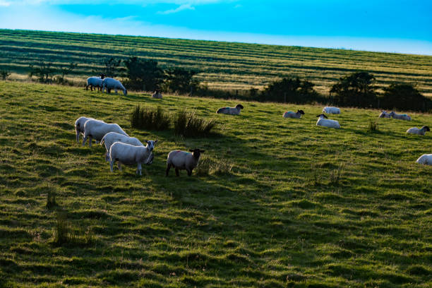 istock Landscape in Northern Ireland 1184039886