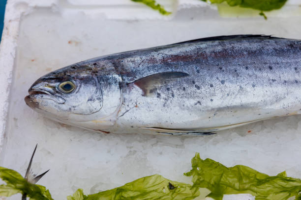 lampuga fisch auf dem markt - coryphaena stock-fotos und bilder