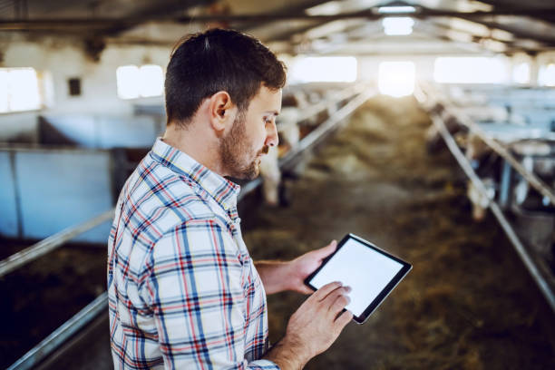 istock Handsome caucasian farmer in plaid shirt and jeans using tablet while standing in stable. 1184040564