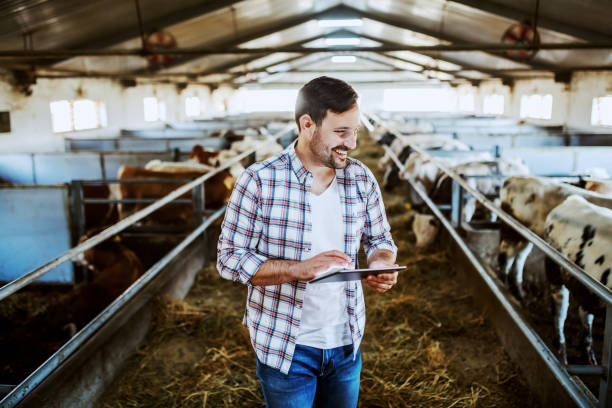 istock Handsome caucasian farmer in plaid shirt and jeans using tablet and looking at calves while standing in stable. 1184040597