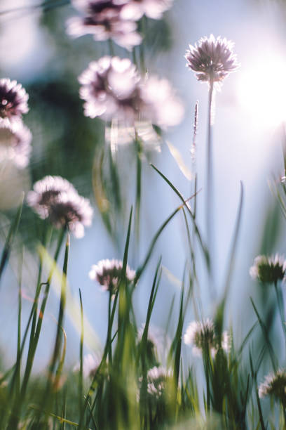 istock Lavender-coloured flowers on blue background 1184040651