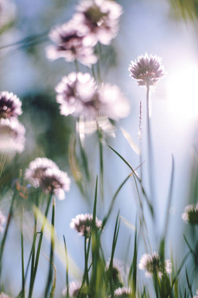 istock Lavender-coloured flowers on blue background 1184040677