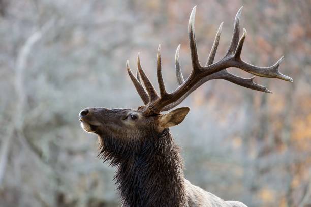 istock Bull elk in Pennsylvania 1184041071