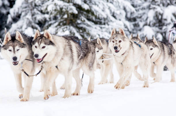 istock dog sled race with huskies 1184041838
