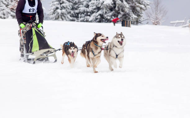 istock dog sled race with huskies 1184041839