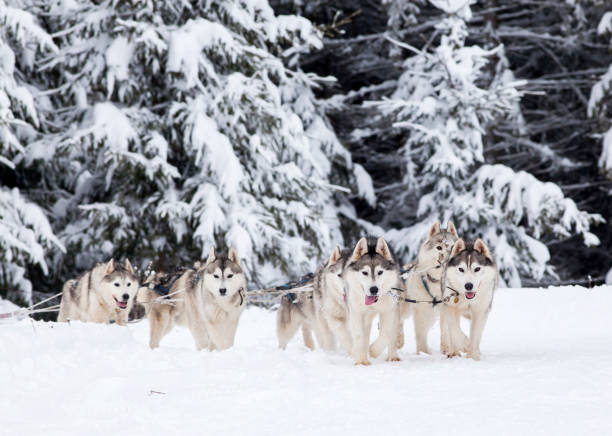 istock dog sled race with huskies 1184041861