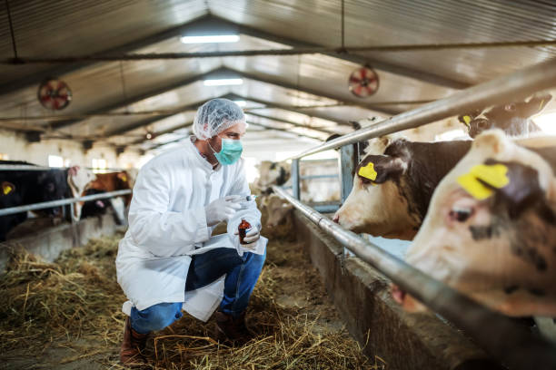 istock Caucasian veterinarian in protective uniform crouching, holding bottle with cure and preparing to give a shot to ill calf. Stable interior. 1184042078