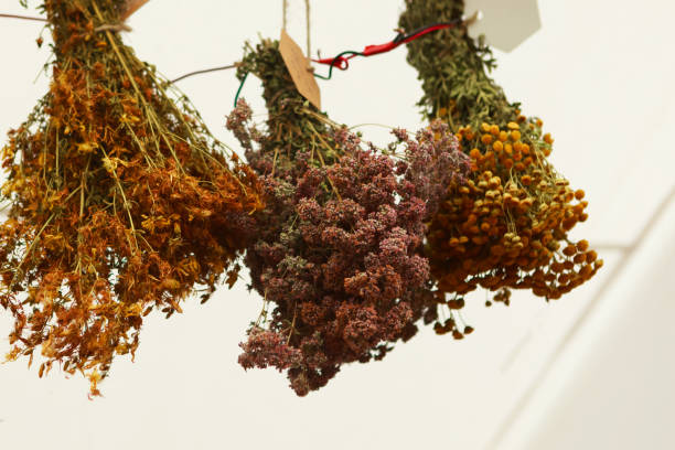 istock Dry herbs hanging on white background. 1184042099