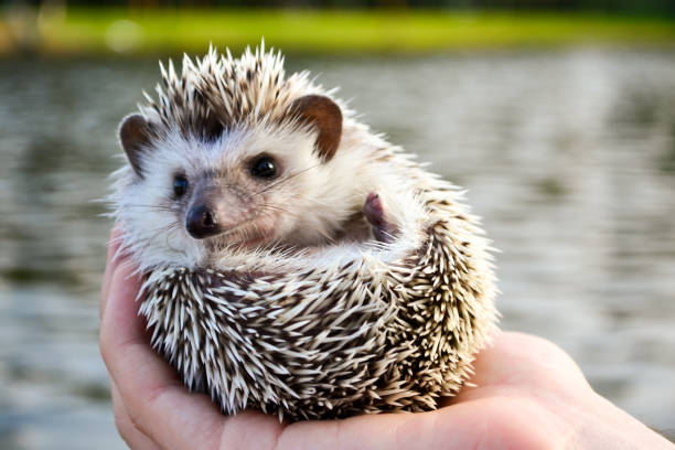 istock a small hedgehog lies on their fingertips 1184042299