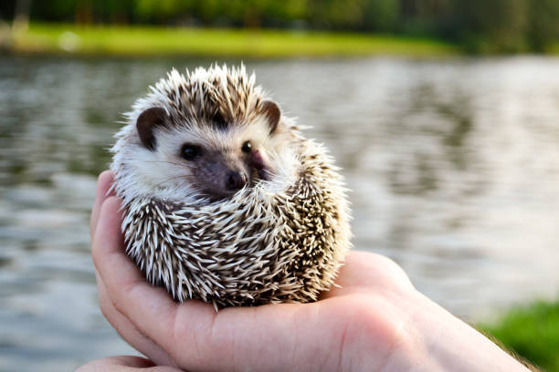 istock a small hedgehog lies on their fingertips 1184042335