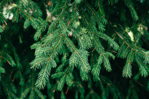 istock Christmas tree branch background. Spruce in the forest close-up. Evergreen tree 1184043139