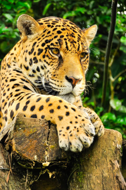 istock Jaguar in the amazon jungle 1184043277