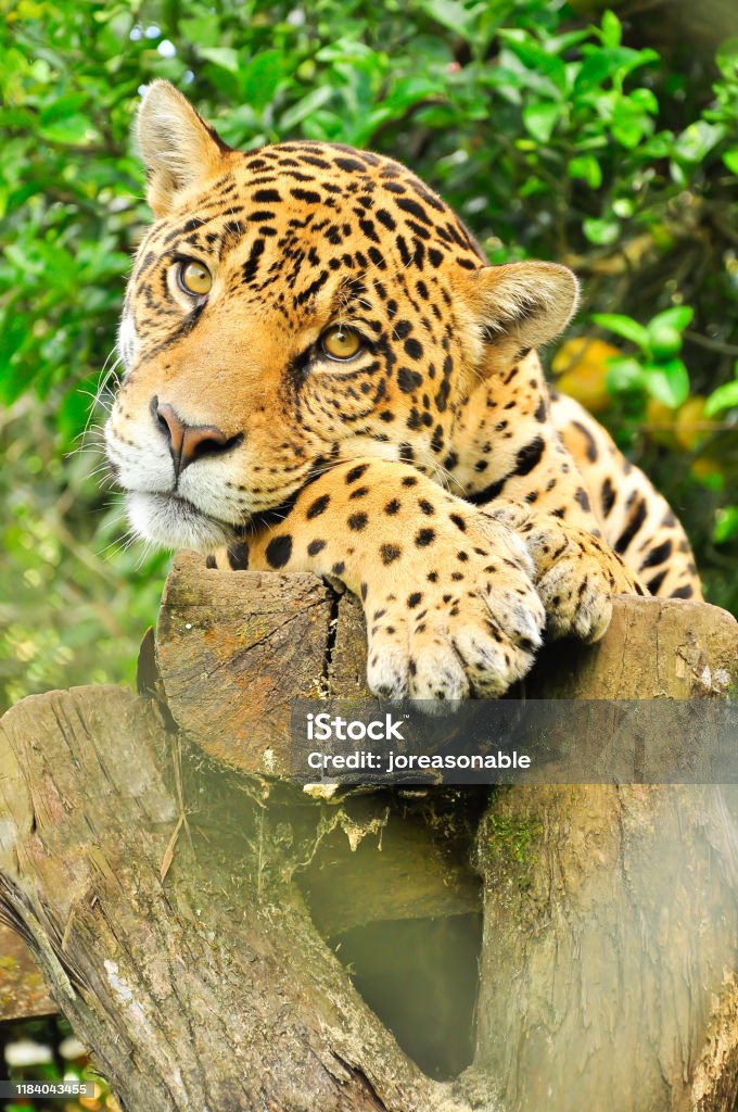 Jaguar in the amazon jungle An adult jaguar in the amazon jungle Amazon Rainforest Stock Photo