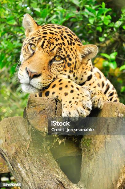 Jaguar In The Amazon Jungle Stock Photo - Download Image Now - Amazon Rainforest, Jaguar - Cat, Amazon Region