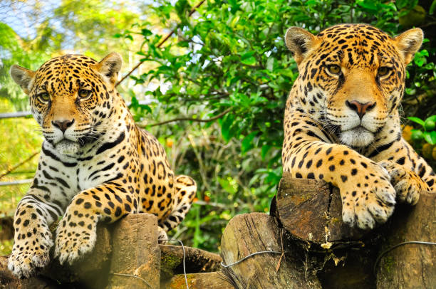 istock Jaguar in the amazon jungle 1184043517