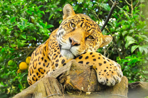 Jaguar in the amazon jungle An adult jaguar in the amazon jungle amazon region photos stock pictures, royalty-free photos & images