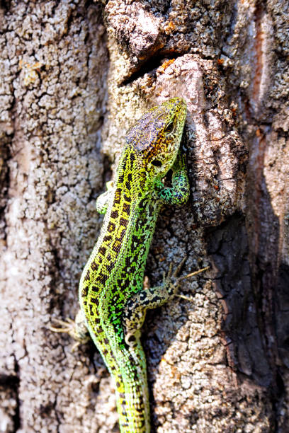 istock Sand lizard crawling up the trunk of the tree 1184044296