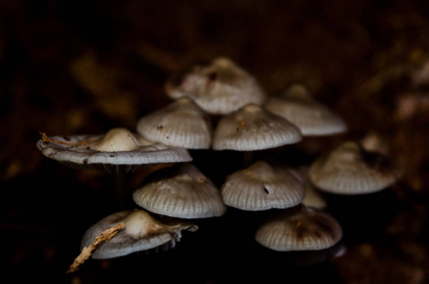 istock Mushroom Village 1184044758