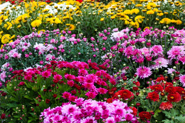 istock autumn flowers 1184044835
