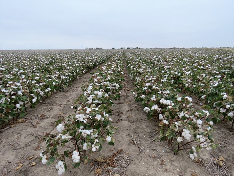 cotton ready for harvest in West Texas
