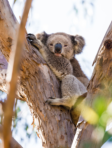 This photograph of koala in the wild was taken midday with full frame camera and Zeiss telephoto lens.