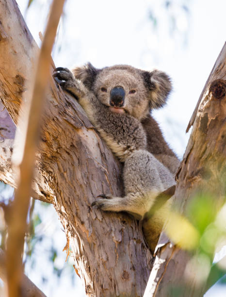 Wild Koala Resting on Eucalyptus Tree This photograph of koala in the wild was taken midday with full frame camera and Zeiss telephoto lens. sleeping koala bear stock pictures, royalty-free photos & images