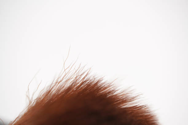Close-up Make-up accessories brush tool