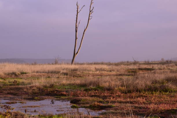 istock Lone Tree And Pond In Beautiful Meadow Against Cloudy Sunrise 1184046775