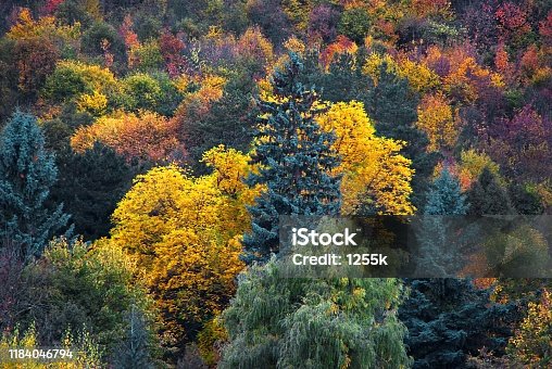 2,891 Temperate Forest Stock Photos, Pictures & Royalty-Free Images -  iStock | Tundra, Taiga, Savanna