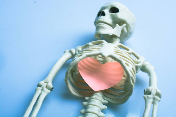 istock artificial human body skeleton with a paper heart in 1184046805