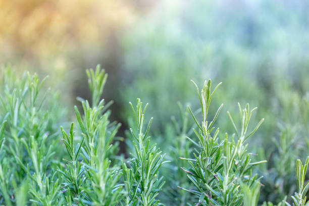 istock Rosemary plant, nature and gardening backgrounds 1184046813