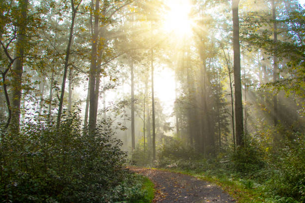 istock Sunrays glowing during sunrise after a foggy night in the forrest 1184046869
