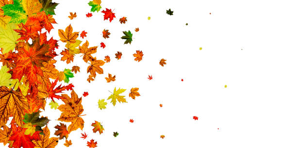 istock Fall leaves. Autumn season pattern isolated on white background. Thanksgiving concept 1184047106