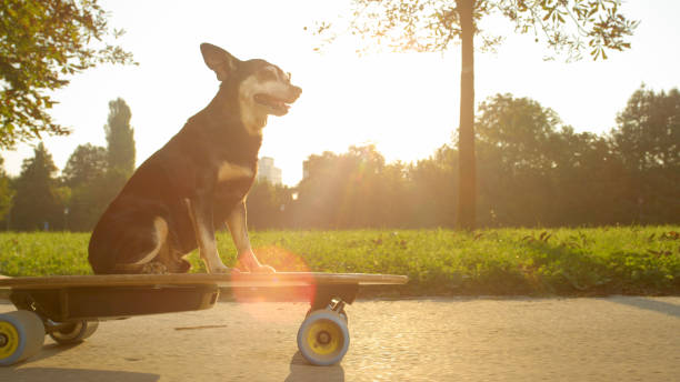 istock SUN FLARE: Cool puppy riding a high tech e-longboard down an empty asphalt track 1184047405
