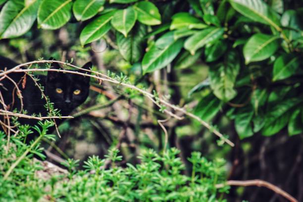 istock A black cat peeking from bushes 1184048347