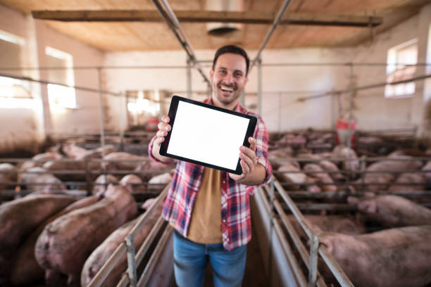 istock Farmer holding tablet at pig farm. 1184048351