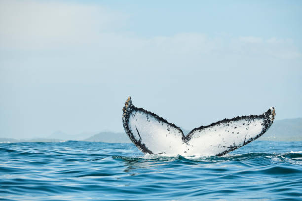 Strong whale tail coming out of the water splashing