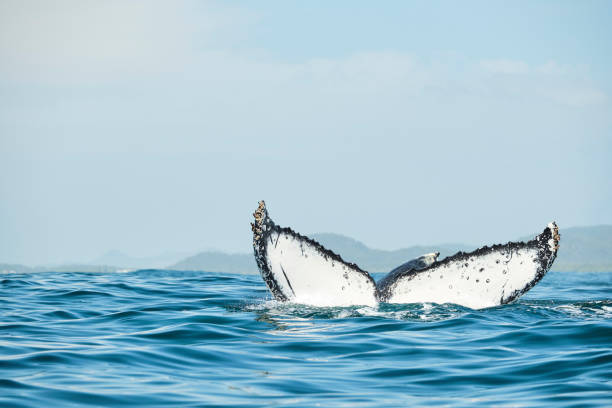 istock Strong whale tail coming out of the water splashing 1184048473