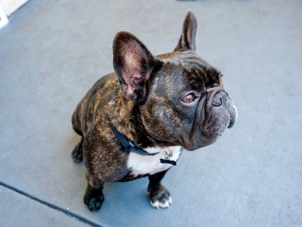 istock Brindle Colored French Bulldog 1184048811