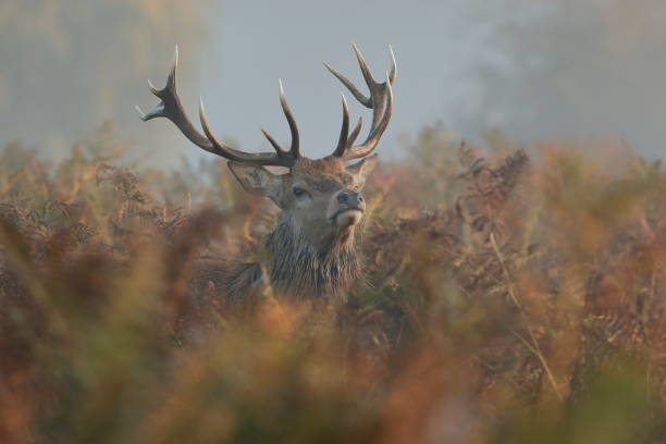 istock The red deer during the rut 1184049756